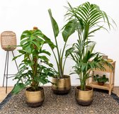 Combi deal - Kentia Palm inclusief pot Jenna goud - 150cm