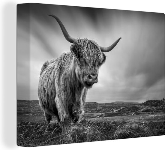 Photo noir et blanc d'un Highland cow aux longues cornes, debout dans l'herbe.