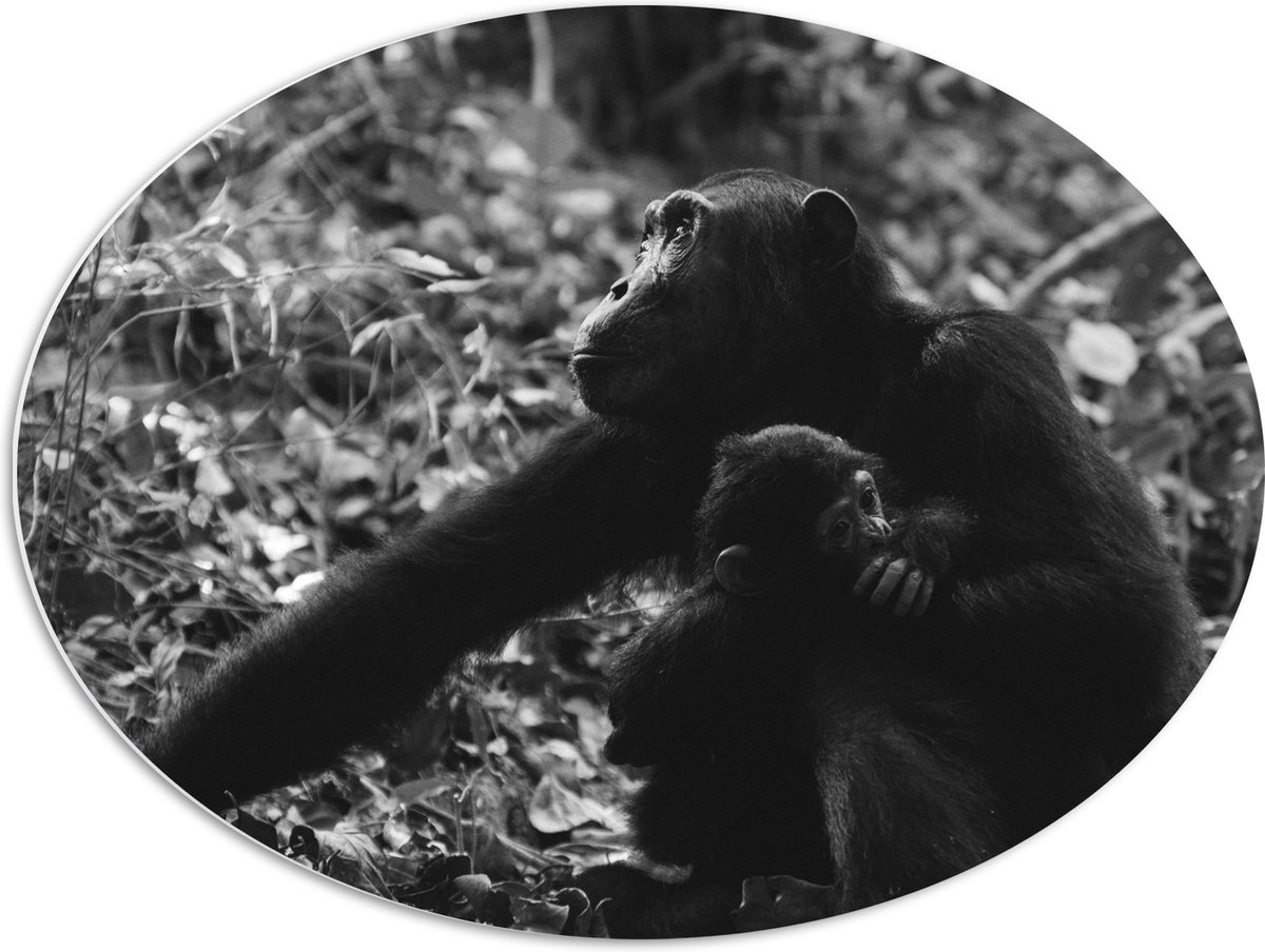 PVC Schuimplaat Ovaal - Chimpansee met Baby Zwart / Wit - 80x60 cm Foto op Ovaal (Met Ophangsysteem)