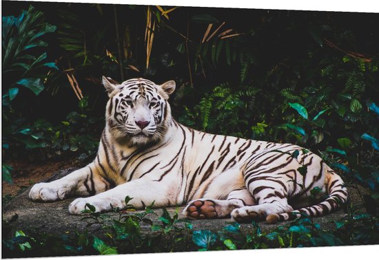 WallClassics - Dibond - Witte Tijger in de Jungle - 150x100 cm Foto op Aluminium (Met Ophangsysteem)