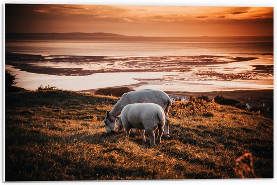 WallClassics - PVC Schuimplaat - Twee Schapen op een Heuvel - 60x40 cm Foto op PVC Schuimplaat (Met Ophangsysteem)