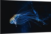 WallClassics - Dibond - Geel met Blauwe Kwal onder Water - 150x100 cm Foto op Aluminium (Wanddecoratie van metaal)