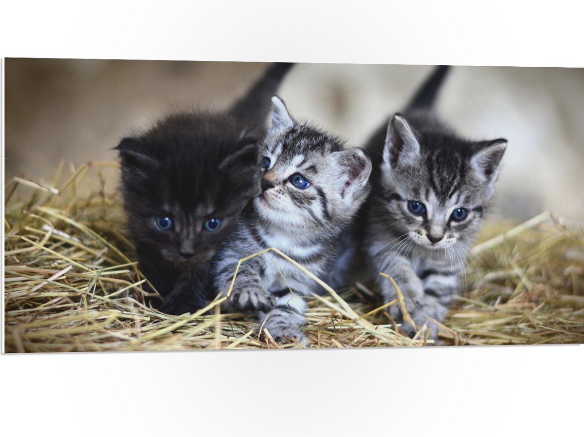 PVC Schuimplaat - Drie Schattige Baby Poesjes - 100x50 cm Foto op PVC Schuimplaat (Met Ophangsysteem)