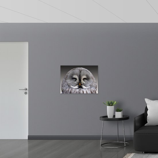Poster (Mat) - Laplanduil met Oogjes Dicht - 80x60 cm Foto op Posterpapier met een Matte look