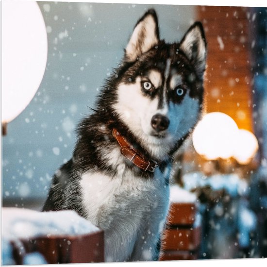 WallClassics - Acrylglas - Siberische husky in de Sneeuw - 80x80 cm Foto op Acrylglas (Met Ophangsysteem)
