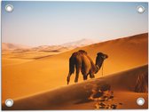WallClassics - Tuinposter – Dromedaris Alleen in Woestijn - 40x30 cm Foto op Tuinposter  (wanddecoratie voor buiten en binnen)