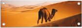 WallClassics - Tuinposter – Dromedaris Alleen in Woestijn - 60x20 cm Foto op Tuinposter  (wanddecoratie voor buiten en binnen)