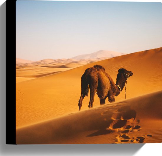 WallClassics - Canvas  - Dromedaris Alleen in Woestijn - 30x30 cm Foto op Canvas Schilderij (Wanddecoratie op Canvas)