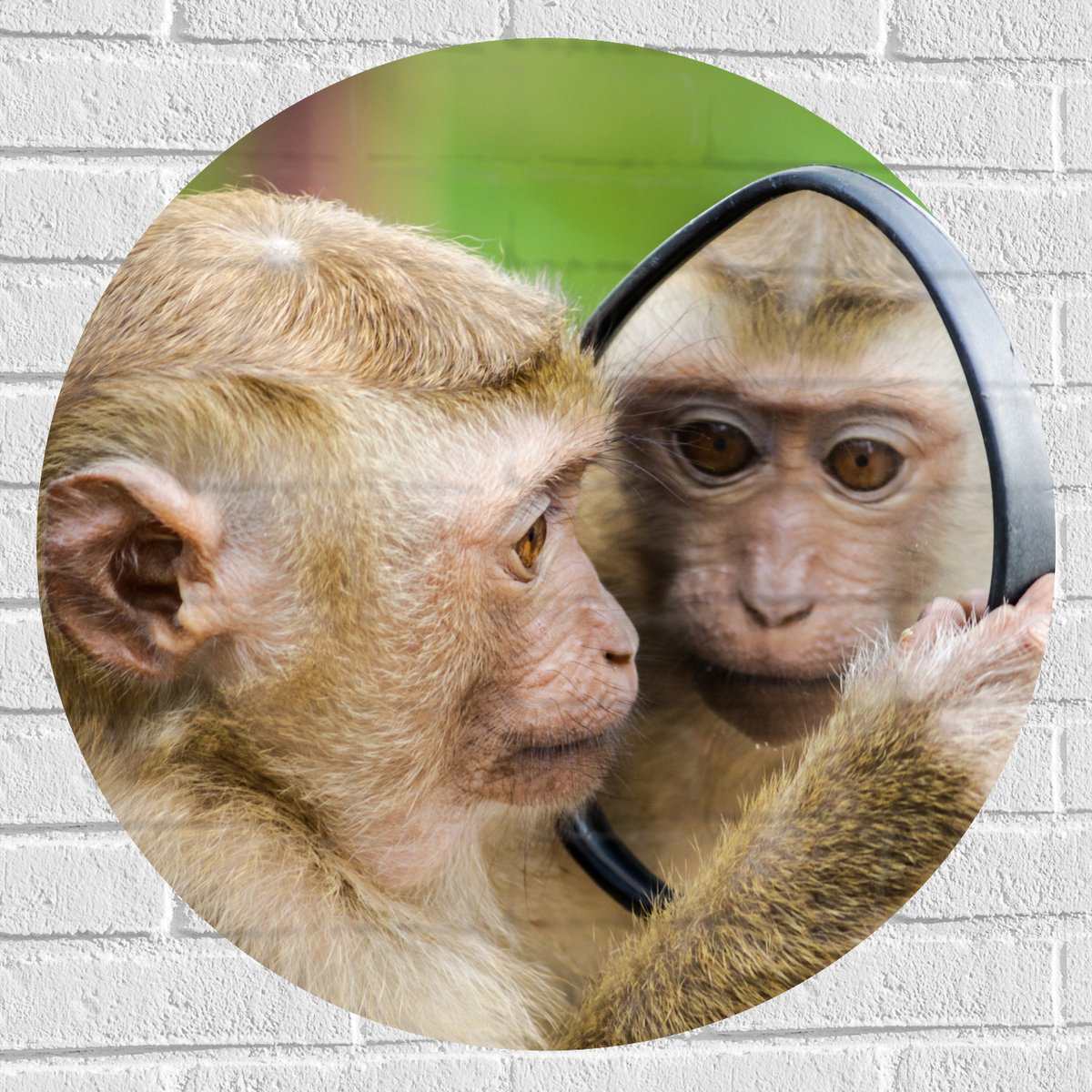 Muursticker Cirkel - Aap met Spiegel - 70x70 cm Foto op Muursticker