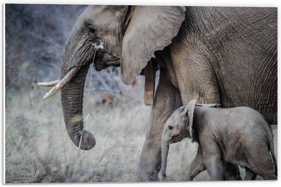 WallClassics - PVC Schuimplaat- Wandelende Baby Olifant met Moeder - 60x40 cm Foto op PVC Schuimplaat