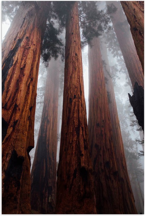 WallClassics - Poster (Matte) - Arbres très hauts dans la forêt brumeuse - Photo 80x120 cm sur papier affiche avec un aspect mat