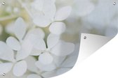 Tuinposter - Tuindoek - Tuinposters buiten - Rustgevend beeld van een witte Hortensia - 120x80 cm - Tuin