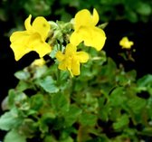 Gele maskerbloem (Mimulus luteus) - Vijverplant - 3 losse planten - Om zelf op te potten - Vijverplanten Webshop