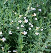 Genadekruid (Gratiola officinalis) - Vijverplant - 3 losse planten - Om zelf op te potten - Vijverplanten Webshop