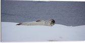 WallClassics - Dibond - Phoque couché dans la neige - Photo sur aluminium 100x50 cm (Décoration murale en métal)