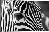 WallClassics - Dibond - Voorhoofd van een Zebra - 90x60 cm Foto op Aluminium (Met Ophangsysteem)