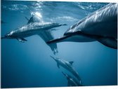 WallClassics - Acrylglas - Groep Dolfijnen in de Zee - 100x75 cm Foto op Acrylglas (Met Ophangsysteem)