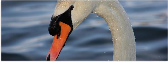 WallClassics - Poster (Mat) - Natte Zwaan in het Water - 60x20 cm Foto op Posterpapier met een Matte look