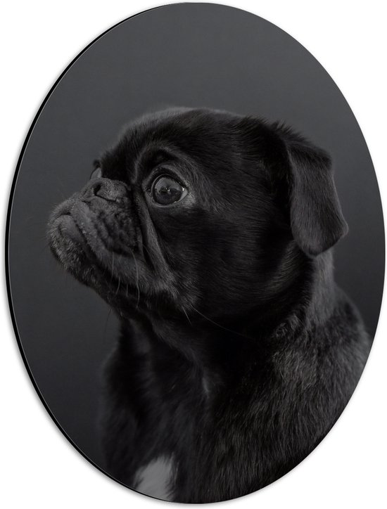 WallClassics - Dibond Ovaal - Artistieke Mopshond / Pug - 30x40 cm Foto op Ovaal (Met Ophangsysteem)