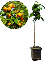 Diospyrus kaki 'Tipo' - sharonfruit - 5 liter pot - 100cm