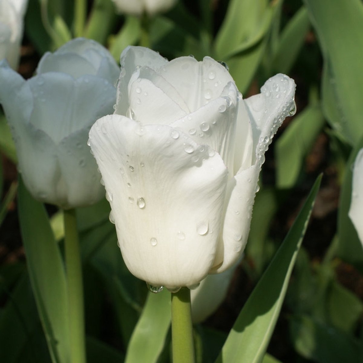 Tulp Calgary | 10 stuks | Wit | Tulpenbollen | Geschikt voor Pot