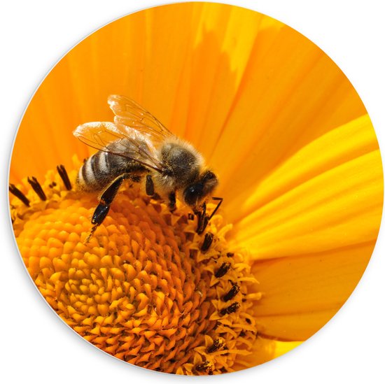 WallClassics - Plaque Mousse PVC Cercle Mural - Abeille sur Bloem Jaune - 60x60 cm Photo sur Cercle Mural (avec système d'accrochage)