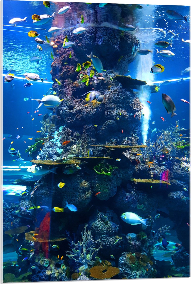Acrylglas - Prachtig Aquarium met mooie Vissen - 60x90 cm Foto op Acrylglas (Wanddecoratie op Acrylaat)