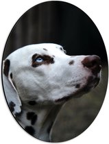 WallClassics - Dibond Ovaal - Dalmatier Hond met Blauwe Ogen - 30x40 cm Foto op Ovaal (Met Ophangsysteem)