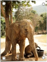 WallClassics - Poster de jardin - Éléphants au bol d'eau - 30x40 cm Photo sur Poster de jardin (décoration murale pour l'extérieur et l'intérieur)