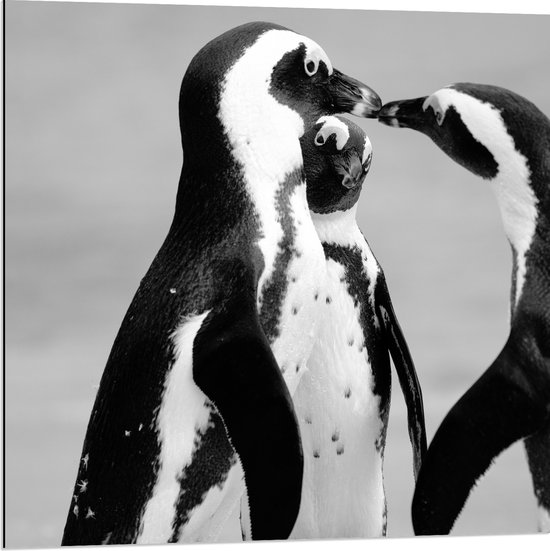 WallClassics - Dibond - Spelende Pinguïns Zwart / Wit - 80x80 cm Foto op Aluminium (Wanddecoratie van metaal)