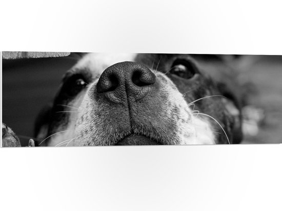 WallClassics - PVC Schuimplaat- Nieuwsgierige Hond Zwart / Wit - 120x40 cm Foto op PVC Schuimplaat