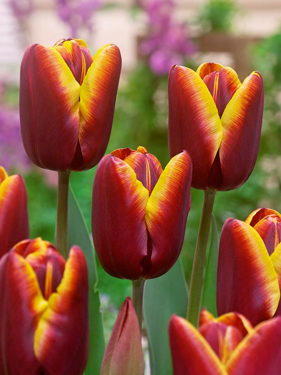 250x Tulpen 'Abu hassan' - BULBi® Bloembollen met bloeigarantie