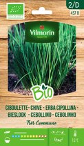 Vilmorin - Bieslook Tres Commune BIO - V457B