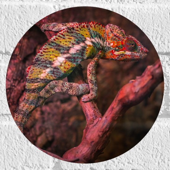 WallClassics - Muursticker Cirkel - Kameleon op een Rood / Bruine Boom - 20x20 cm Foto op Muursticker