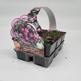 2x6 stuks (12 planten) in 6-Pack concept - Erodium variabile 'Bishop's Form' - Bodembedekker - Vaste plant - Tuinplant - Winterhard - Groenblijvend - Groen - Reigersbek - Roze bloem