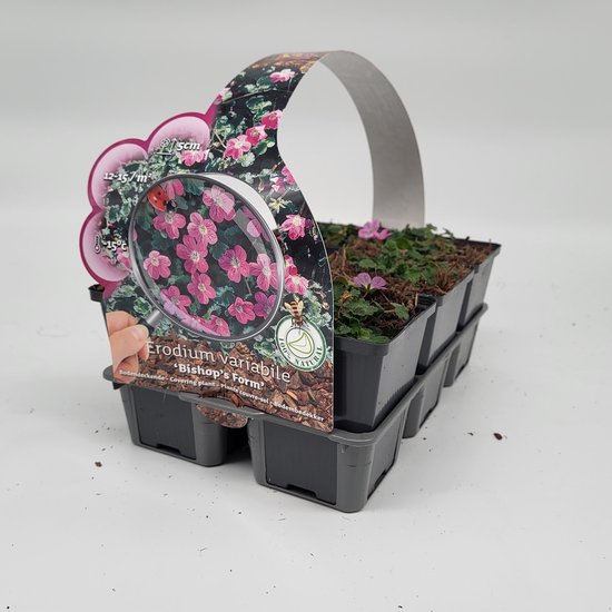 Erodium variabile 'Bishop's Form'