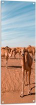 WallClassics - Tuinposter – Vrolijke Kamelen in de Woestijn - 40x120 cm Foto op Tuinposter  (wanddecoratie voor buiten en binnen)