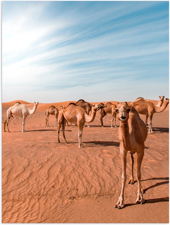 WallClassics - Poster Glossy - Happy Chamels in the Desert - 75x100 cm Photo sur Papier Poster avec Finition Brillante