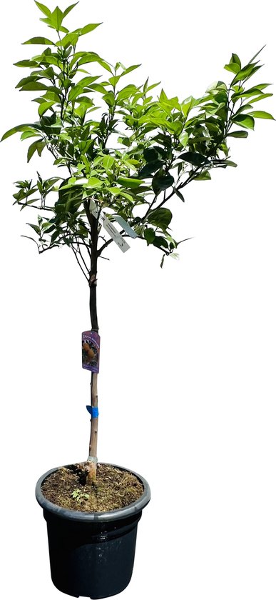 Tropictrees - Sinaasappelboom - Citrus Sinensis - Sinaasappel - Eetbaar - Citrusboom - Hoogte ca. 150cm