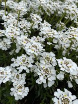 6 x Iberis semp. 'Snowflake' - Scheefbloem, scheefkelk - P9 Pot (9 x 9cm) - Dima Vaste Planten