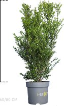 10 stuks | Japanse Hulst 'Dark Green' ® Pot 60-80 cm - Compacte groei - Geschikt als hoge en lage haag - Geschikt voor vormsnoei - Kleinbladig - Wintergroen