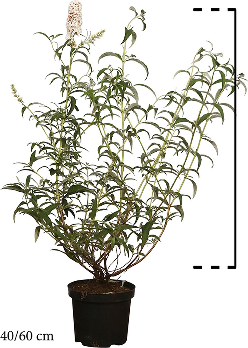 Set van 10 | Vlinderstruik ‘White Profusion’ Pot 40-60 cm - Bladverliezend - Bloeiende plant - Geurend - Informele haag - Insectenlokkend