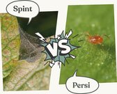 Biologische bestrijding van spint met behulp van Persi – Insect heroes – 500 spintroofmijten voor 5 m2