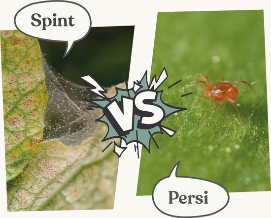 Spint bestrijden met behulp van roofmijten – Insect heroes – 500 spintroofmijten voor 5 m2