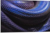 WallClassics - Dibond - Blauw Paarse Slangenhuid - 75x50 cm Foto op Aluminium (Met Ophangsysteem)