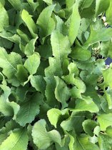 6 x Armoracia rusticana - Mierik, Miriekswortel, Boerenradijs, Zeeradijs, Waterpeper, Peperwortel in pot 9 x 9 cm
