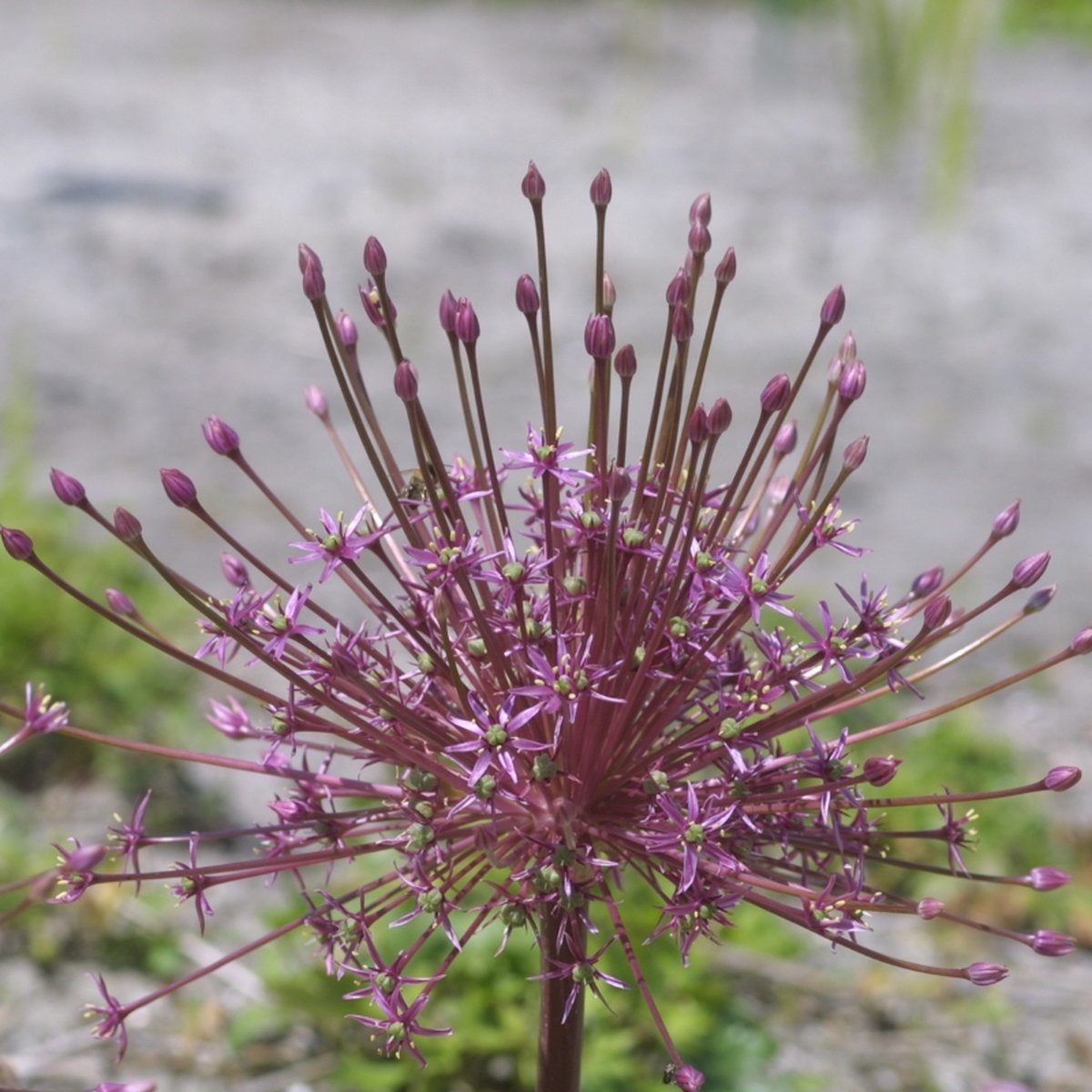 Allium schubertii | Roze | Sierui Bollen | Geschikt voor Pot