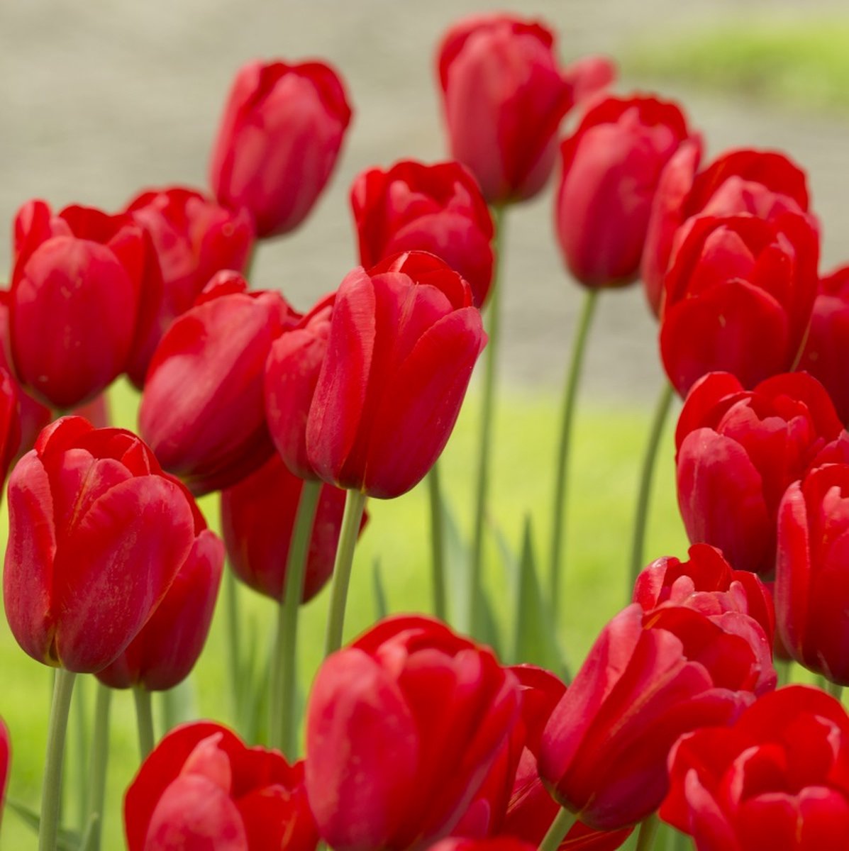 Tulp Kingsblood | 10 stuks | Enkel laat | Rood | Tulpenbollen
