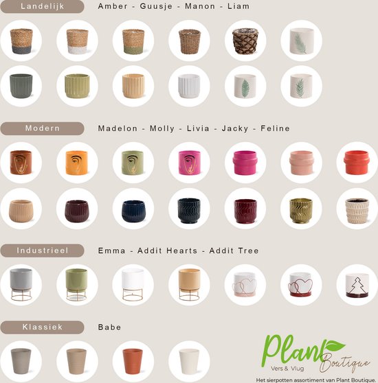 Areca en panier décoratif Guusje Naturel - plante d'intérieur purificatrice d'air - facile d'entretien Golden Palm - ↕35-50cm - Ø13 - fourni avec cache-pot - frais de la pépinière