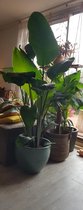 Strelitzia Nicolai 180cm hoog-kamerplant-prachtig fris groot blad-nergens voordeliger-gratis door ons bezorgd.